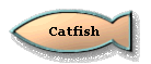 Catfish