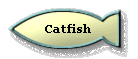 Catfish