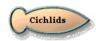 Cichlids