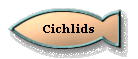 Cichlids