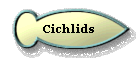 Cichlids