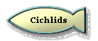 Cichlids