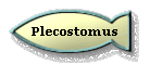 Plecostomus