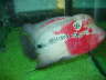 Flowerhorn