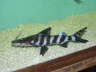 Tigrinus