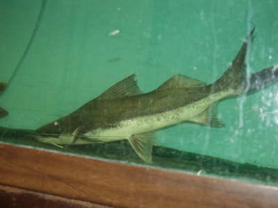 Filamentosum