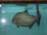 Black Piranha