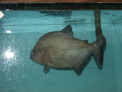 Black Piranha