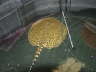 Tiger Ray