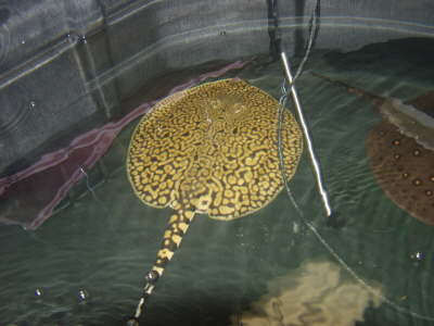 Tiger Ray