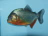 Red Belly