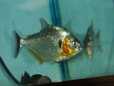 Manueli