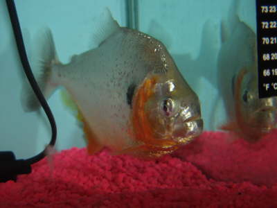 Manueli