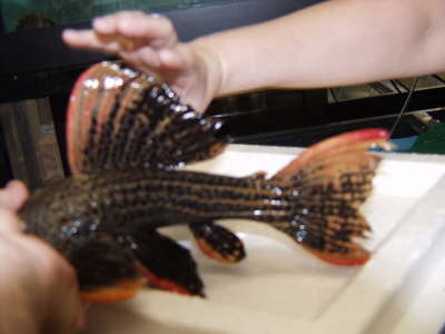 Red Fin