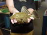 Royal Pleco