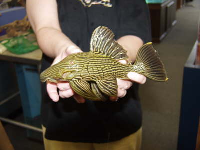 Royal Pleco