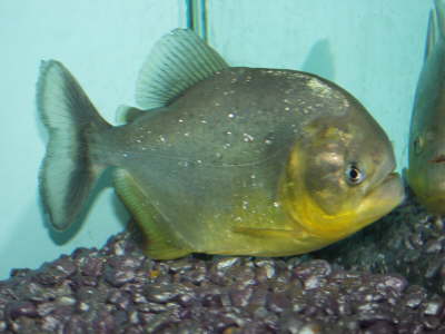 Ternetzi