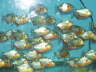 Cariba