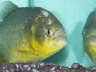 Ternetzi