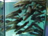 Arapaima