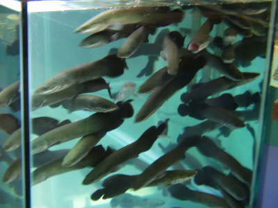 Arapaima