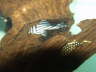 Zebra & Gold Nugget