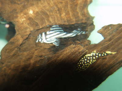 Zebra & Gold Nugget