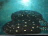Leopoldi Stingray