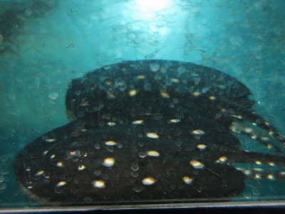 Leopoldi Stingray