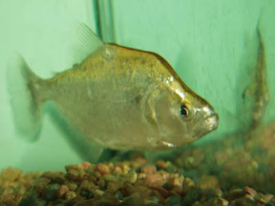 Geryi