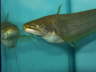 Wallago Attu