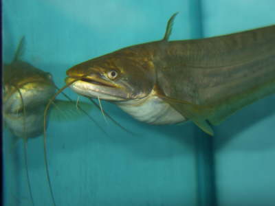Wallago Attu